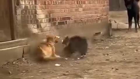 Funny videos 🤣 of dogs and cats 😂 fight
