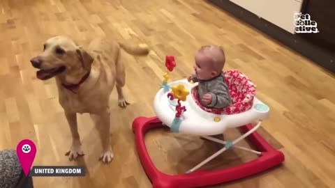 Adorable Babies and Funny Dogs: Heartwarming Playtime Moments