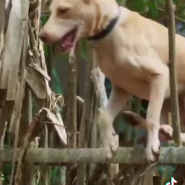 ONE SUN ONE TMS LEGEND M.THIRAVIDA SELVAN SINGAPORE TMS FANS