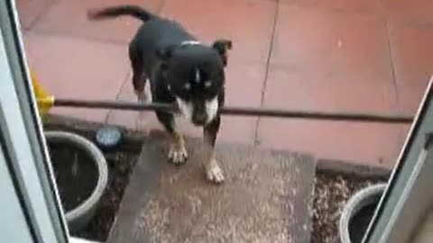 Lucky dog