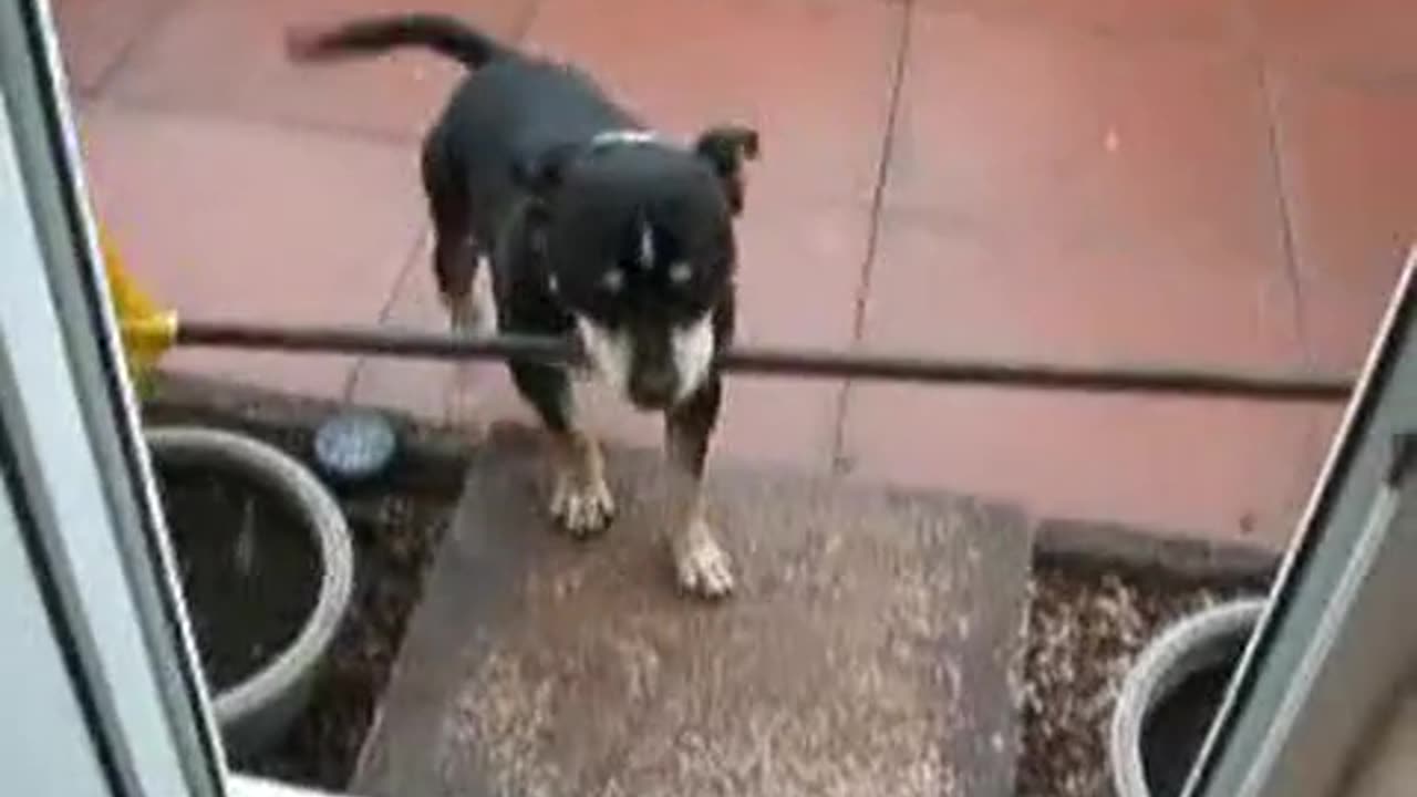Lucky dog