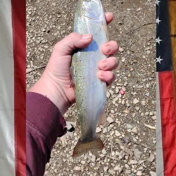 Nice trout