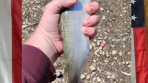Nice trout