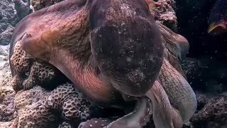 Octopus crawling