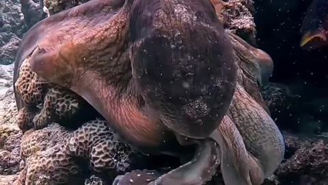 Octopus crawling
