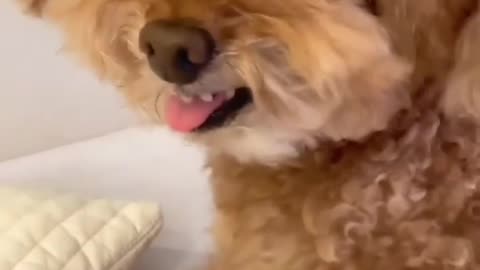 Dogs and cats