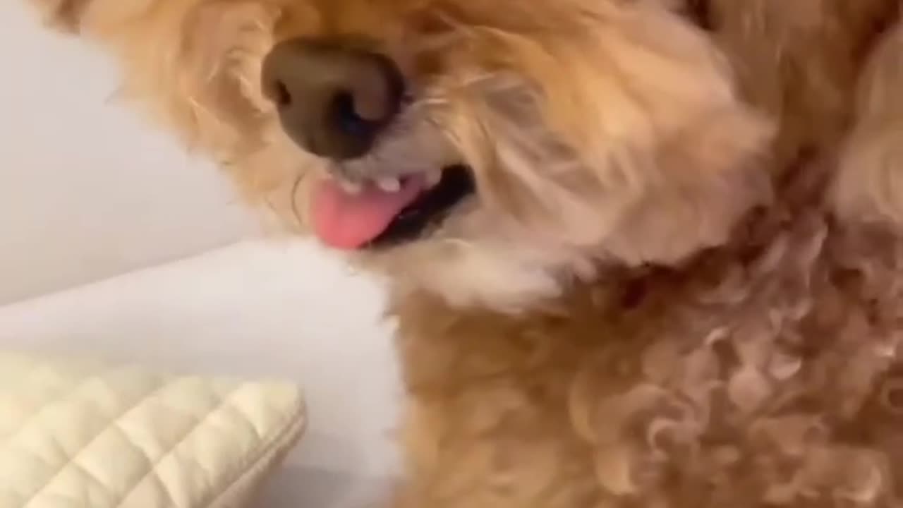 Dogs and cats