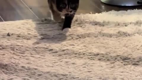 😂🐺 You Won't Believe This Sneaky Entrance! Cat Prank | FunFM