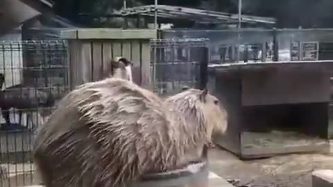 Capybara taking a bath.. 😅