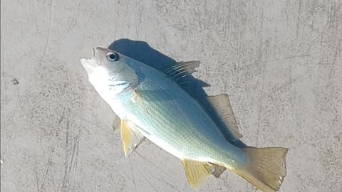 A perch.