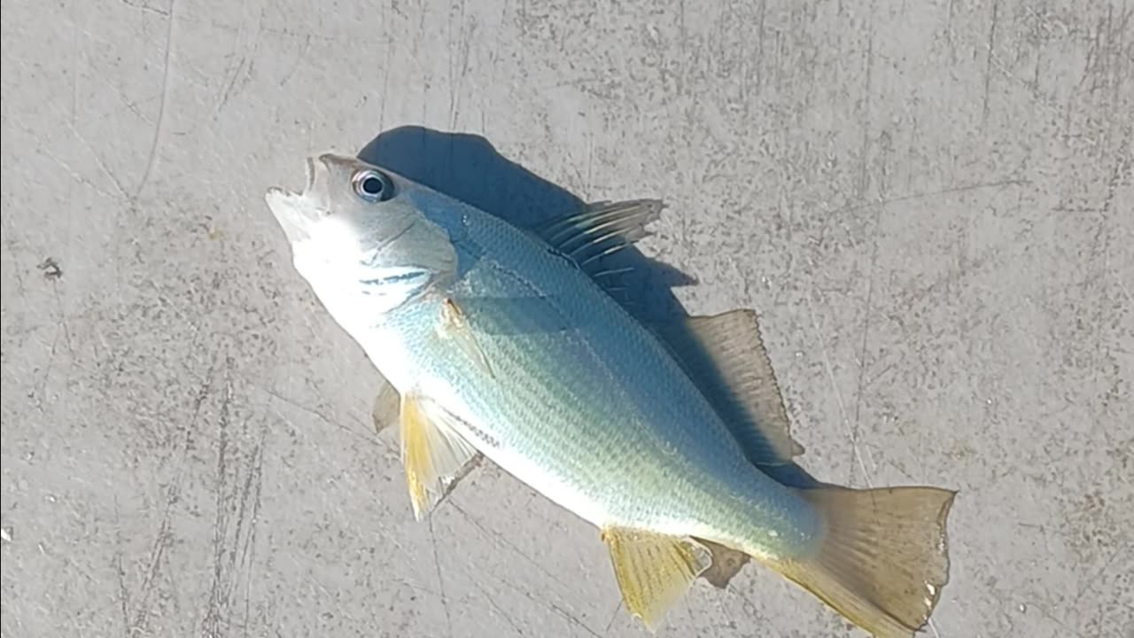 A perch.