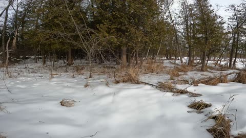 ❄️2025⛷️Winter Season ⛄Hiking Bell Corners Ncc 24 Trails Part 1 in Ottawa 🍁 Canada ❄️⛷️⛄