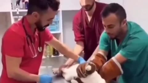 Cat Getting Convicted