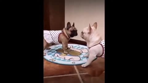 Funny Animals