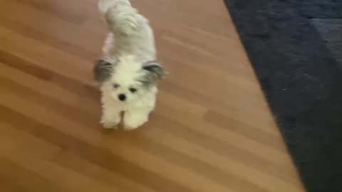 Dog Dances To Goodbye Song