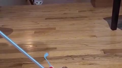 Cats do the strangest things 😂