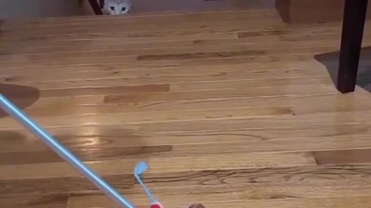 Cats do the strangest things 😂