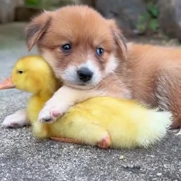 The dog and the duckling cuddled each other.