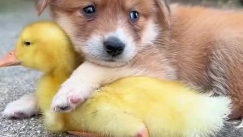 The dog and the duckling cuddled each other.