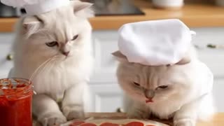 White chef cat EP6