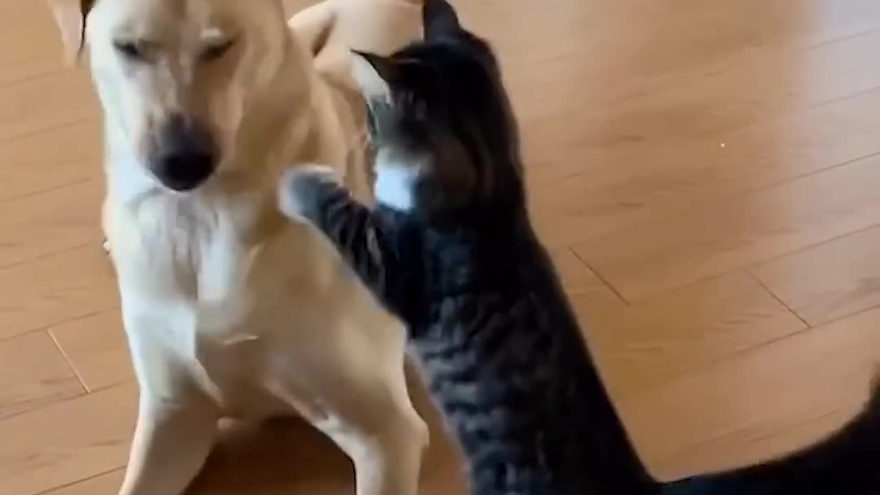 "Funny Cats vs Dogs: Ultimate Showdown!"