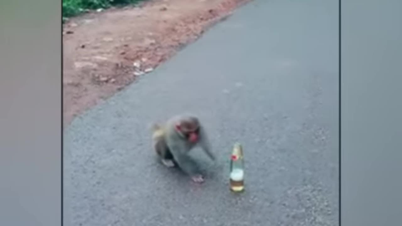 Monkey fanny video