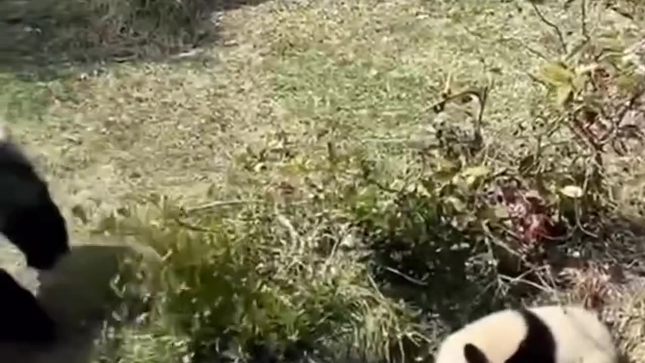 A panda's journey to raising its cub