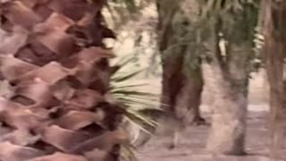 Roo roaming around at Jaya…