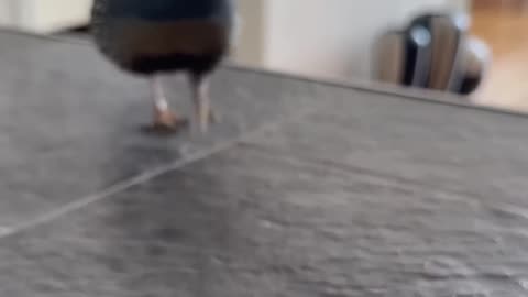 Kevin my California quail. He listens so well.