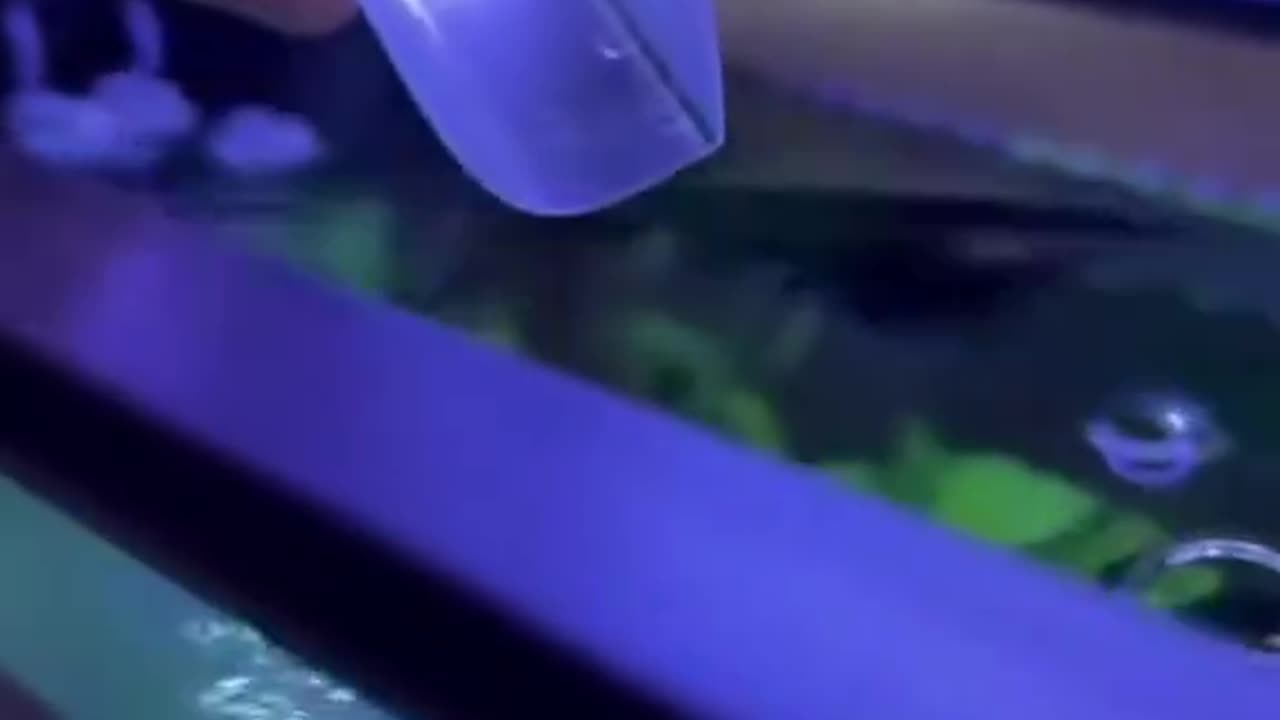 New Aquarium Addition