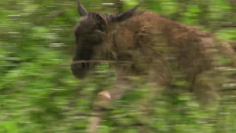 Los animalitos de Andy - T01E05 - Moverse