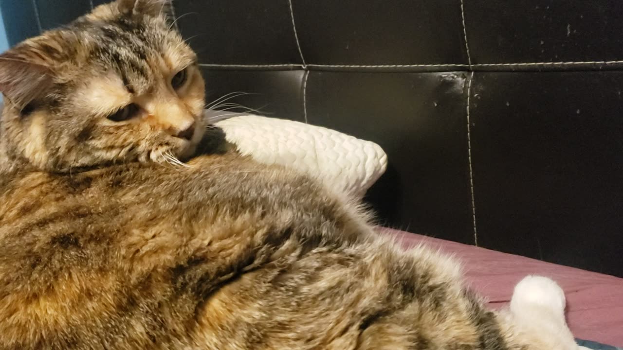 So Satisfying: Cat Gets Brushed to Perfection