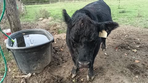 Cows breathing rapid
