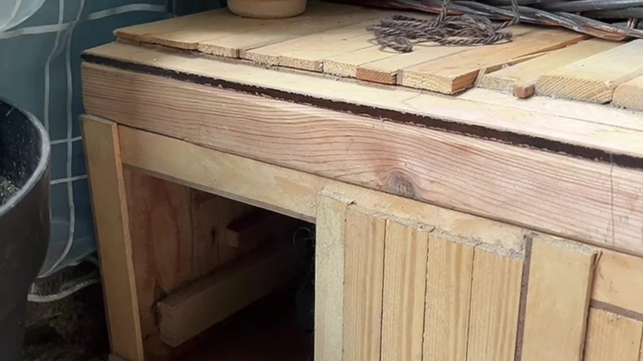 Knock Knock Angry Cat