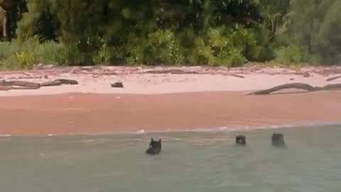 Sailing Schipperkes explore 2 more deserted islands in Ninigo atoll - PNG