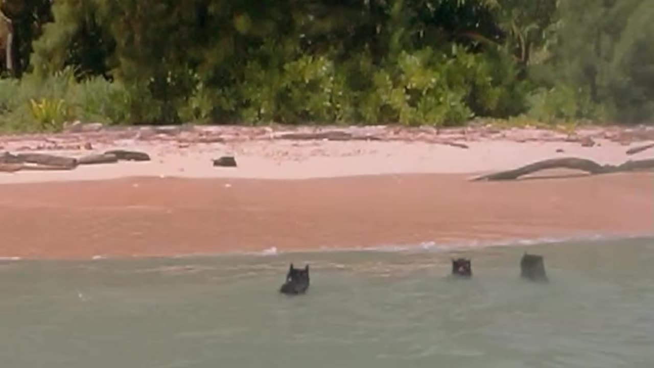Sailing Schipperkes explore 2 more deserted islands in Ninigo atoll - PNG