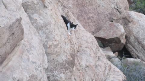 Our Cats #145 - Short Clip - Pasha's Crazy Cliff Climb