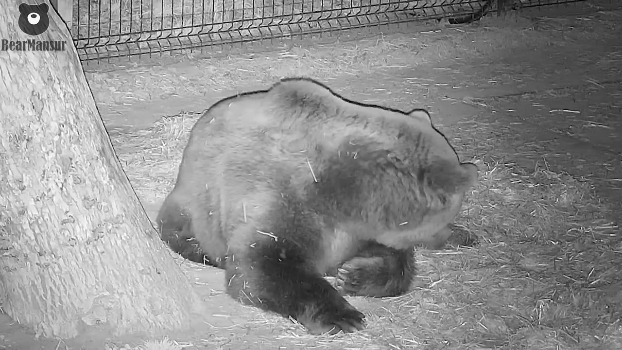 🐻🦔 This Poor Bear Can't Get Any Sleep Because the Hedgehog Keeps Mocking Him! | FeedMyCuriosity