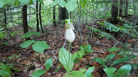 Lady Slipper