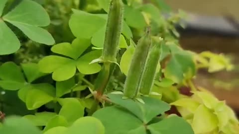 Plants Vs Zombies IRL