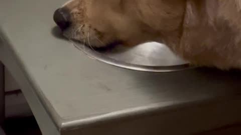 Dog Drinks at the Edge of the Bowl