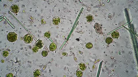 Why God Created Germs