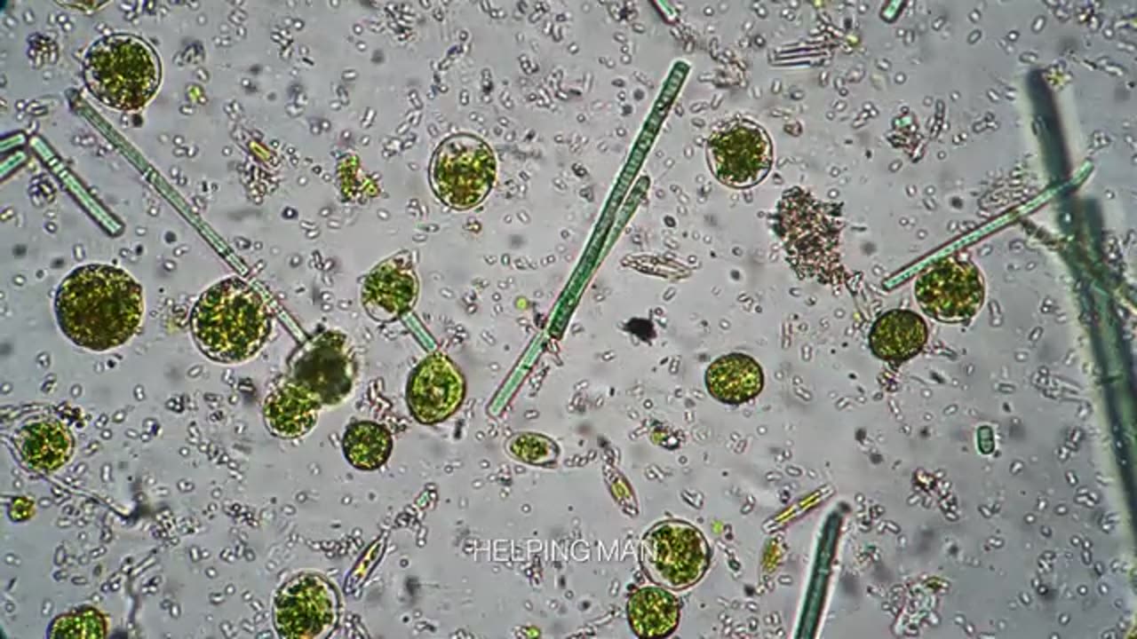 Why God Created Germs