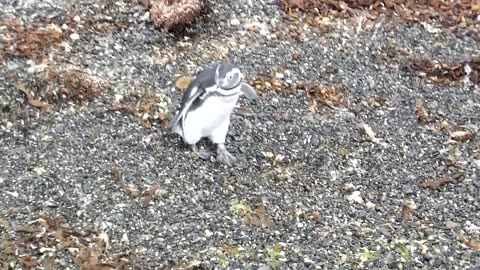 Penguins in the Beagle Channel