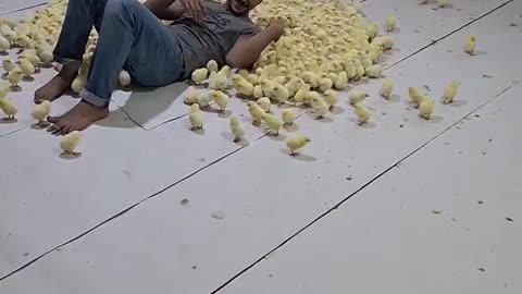 What happens if you act like a mother of chicks...