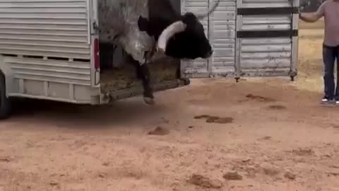 that’s a big boy right there..🐄😯