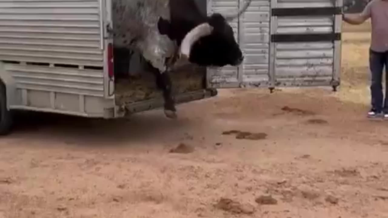 that’s a big boy right there..🐄😯