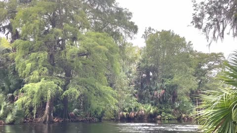 Macaques Belly Flop Into Silver River