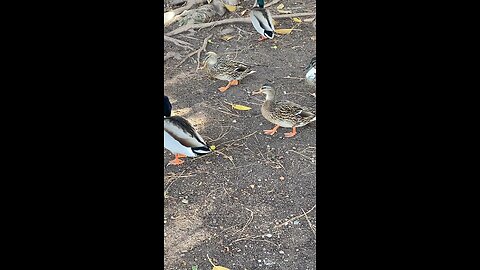 Mallard Ducks 🦆 #mallardducks #ducks #duck #followme #shorts #trending #viral
