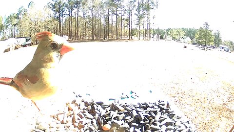 Female Cardinal